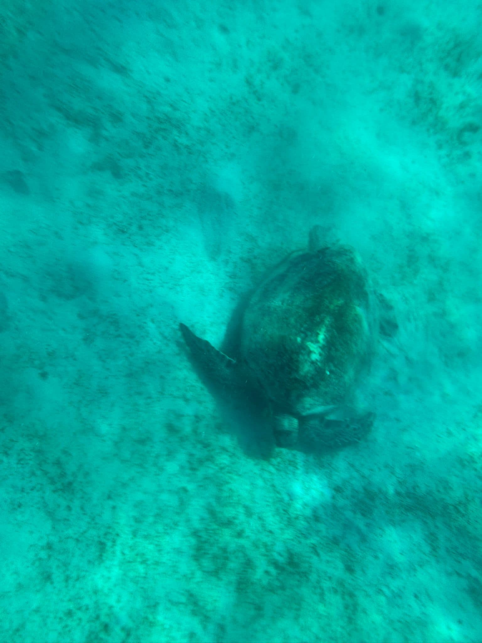 Diving